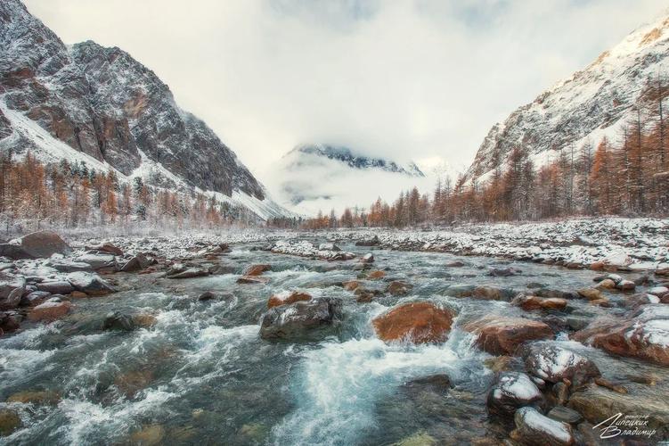 Где горы дышат розовым туманом: Алтайский маральник