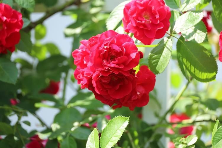 Автобус | Страна Солнечных Орлов: от Симбирска до Рачейских Альп из Воронежа (промо)