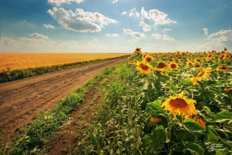 Киргизия в цвету: где каждый лепесток — это шёпот земли