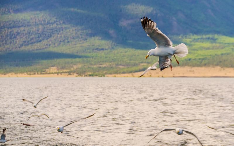 Владивосток на вкус: кулинарное путешествие по Приморью